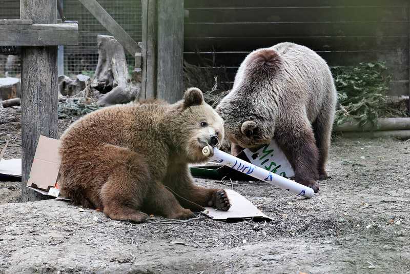Mish et Lucy, deux oursons frères et sœurs âgés de 4 ans, au Wildwood Devon, le 24 juin 2025.