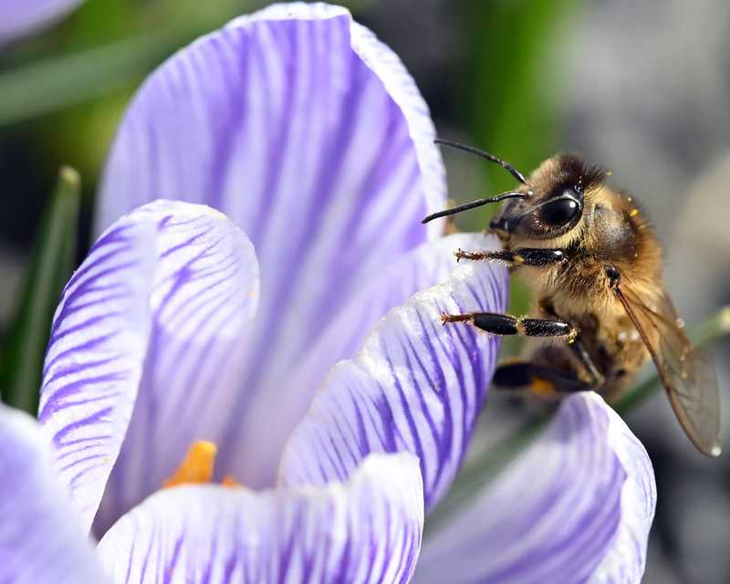 A bee collects pollen from a crocus in Liberec, Czech Republic