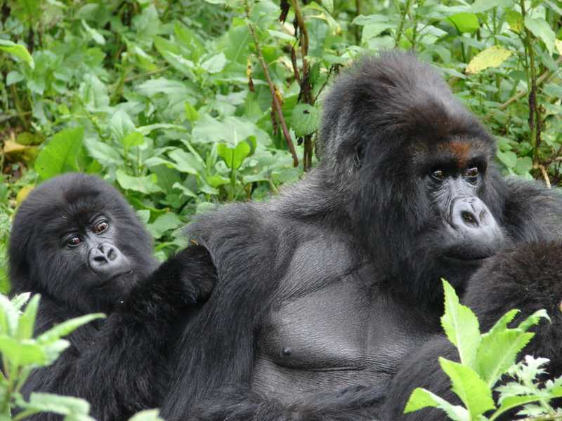 Titus is groomed by his six-year-old daughter Ikaze