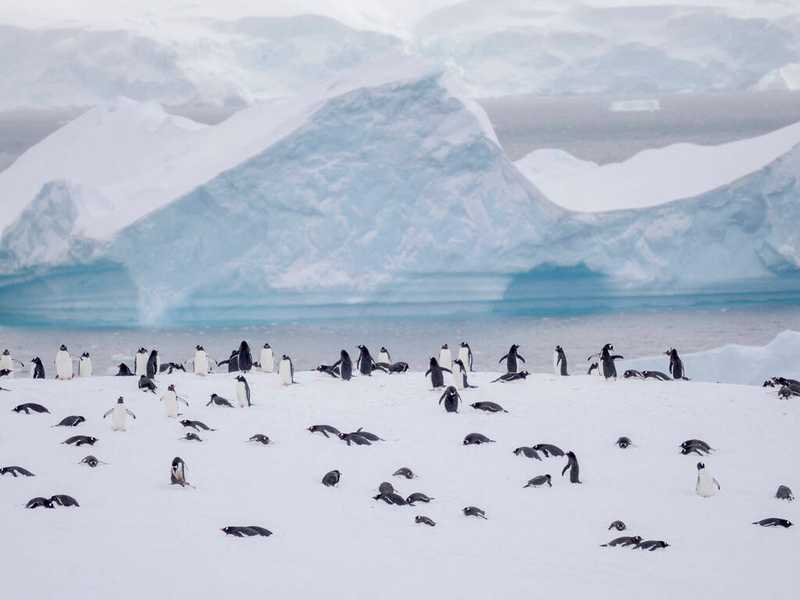 Manchots gentoo sur l'île Wiencke, Antarctique, novembre 2024