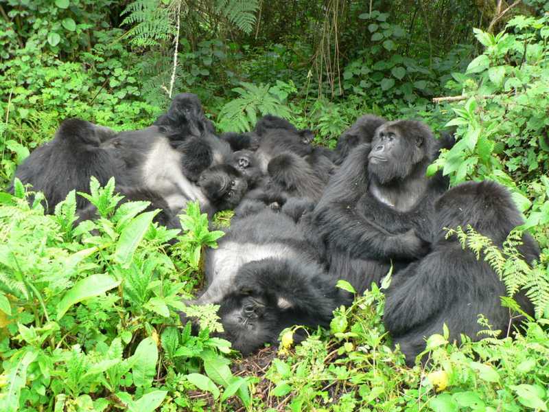 A family of mountain gorillas resting together in Volcanoes National Park, Rwanda