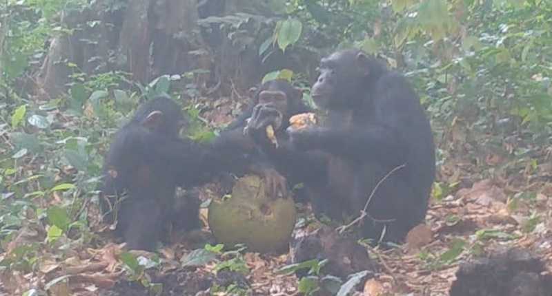 Chimpanzees sharing fruit