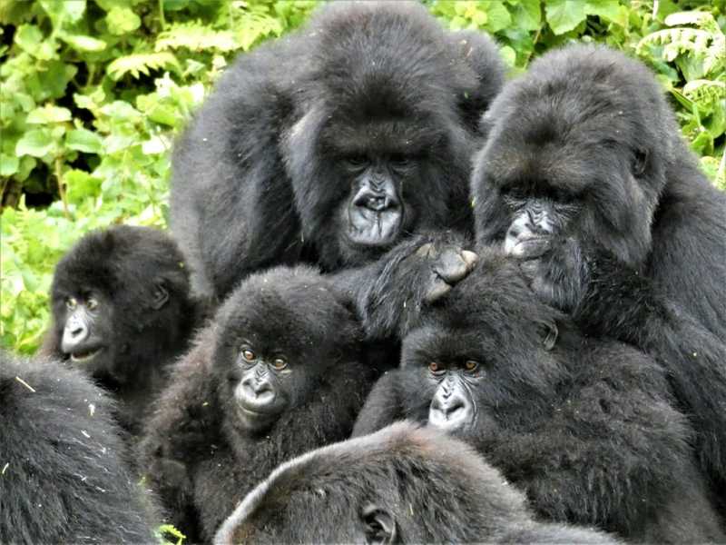 Gutangara surrounded by her offspring and grand-offspring