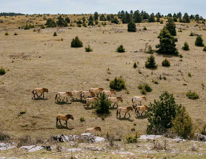 Les chevaux sauvages de Przewalski pris en charge par l’association Takh, sur le causse Méjean, le 22 avril 2025. (Sandra Mehl/Libération)