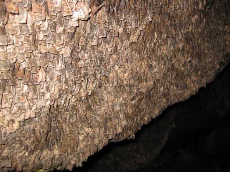 The wall of a cave carpeted with a thick layer of brown moths