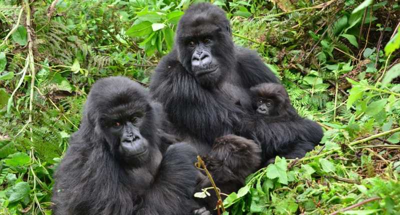Three generations of mountain gorillas sitting together