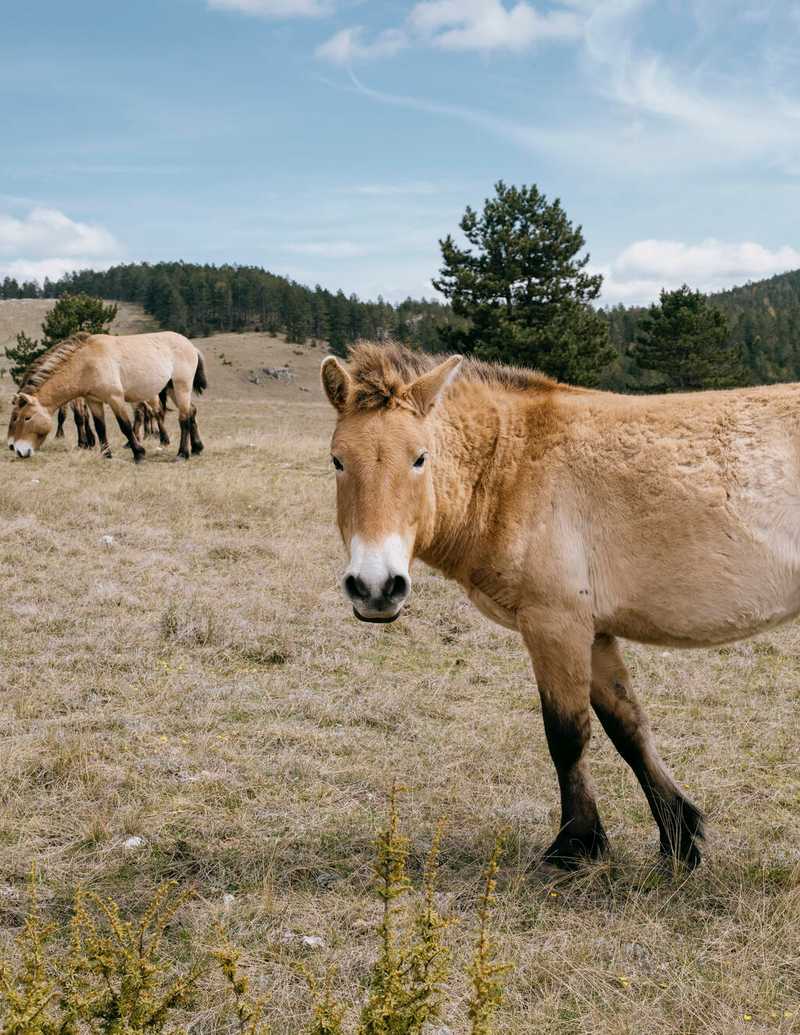 Les chevaux sauvages de Przewalski sur le causse Méjean, le 22 avril 2025. (Sandra Mehl/Libération)