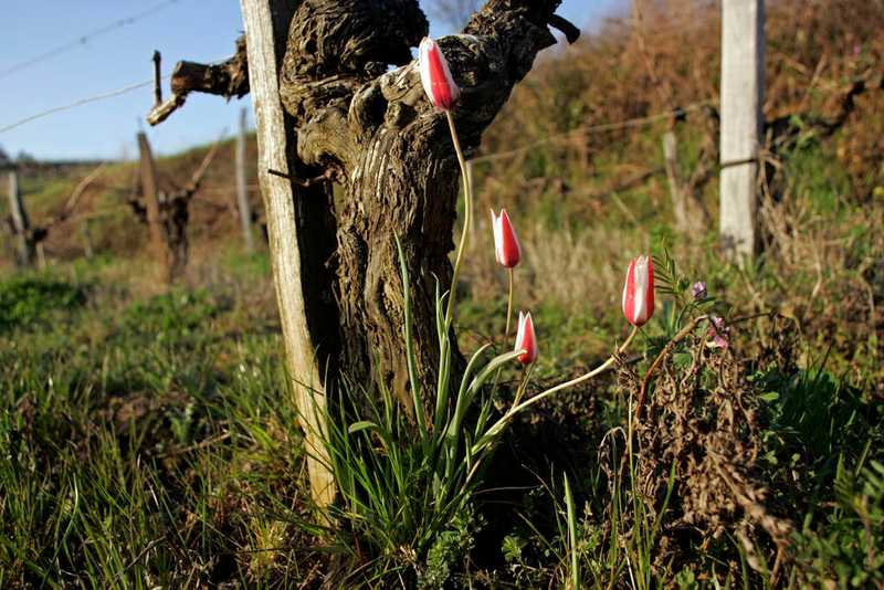 Des tulipes de l