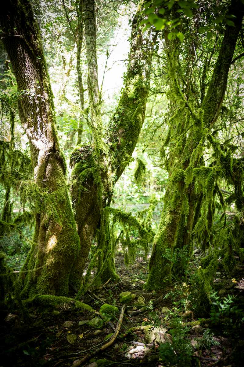 Près du village de Buoux, la route se faufile dans une gorge creusée par une petite rivière, l’Aiguebrun, à travers l’aride plateau des Claparèdes