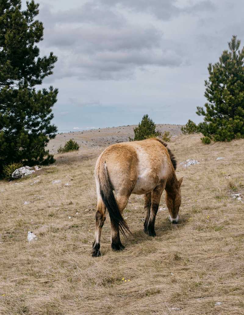 Un des 41 chevaux de Przewalski du causse Méjean. (Sandra Mehl/Libération)