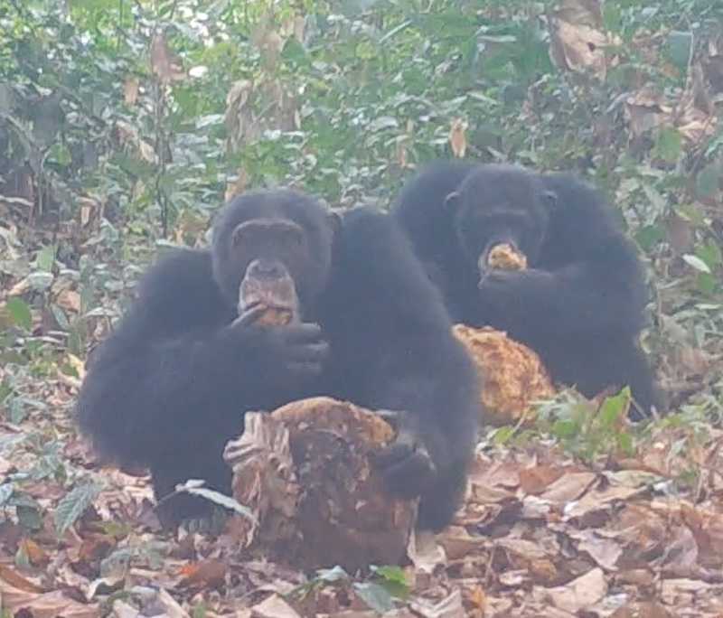 Two adult males feed on fermented African breadfruit