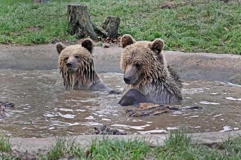 Two bears