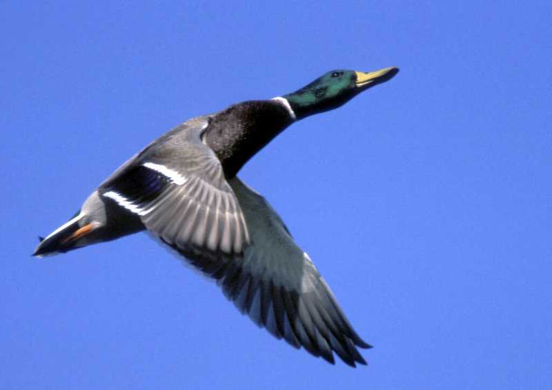 Anas platyrhynchos / Canard colvert