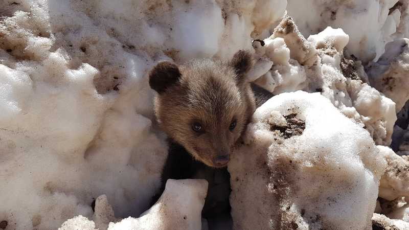 Bear cub in the snow