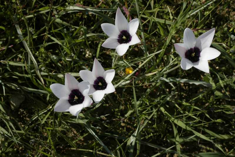 Tulipa Clusiana au château le Tertre Camillac (Gironde), photo de Michel Quéral/Communimages