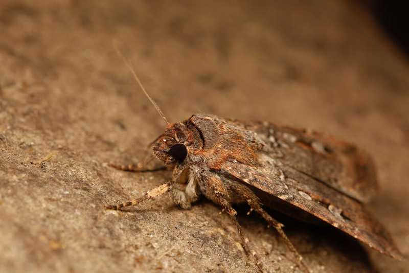 Un papillon de nuit bogong, en janvier 2014